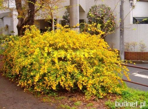 Kerria japonica Pleniflora
